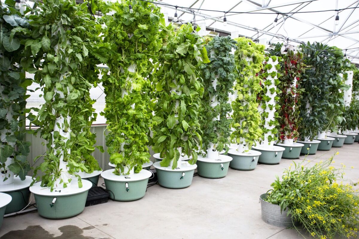 Hydroponic is better than soil-grown